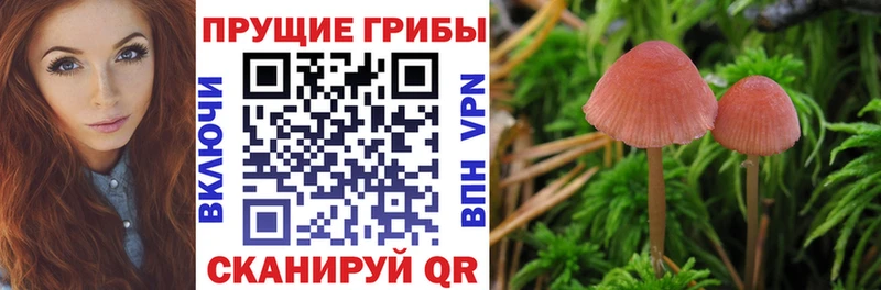 Галлюциногенные грибы Cubensis Миасс